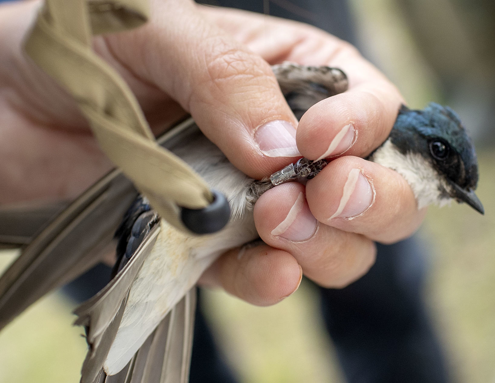 Bird banding